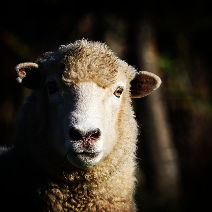 Baby Merino Sheep grazing in a paddock