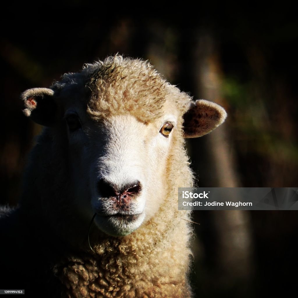 Sheep Close up with shodows Sheep Stock Photo