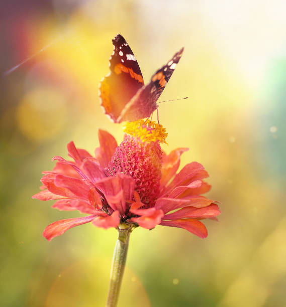 Beautiful butterfly is on multi colored flower in garden.