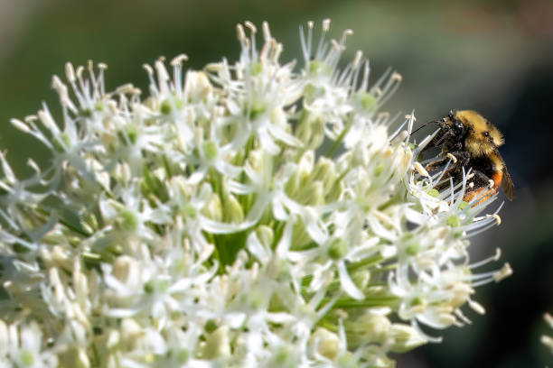 istock Bumblebee Searching for pollen on White Flower 1391995624