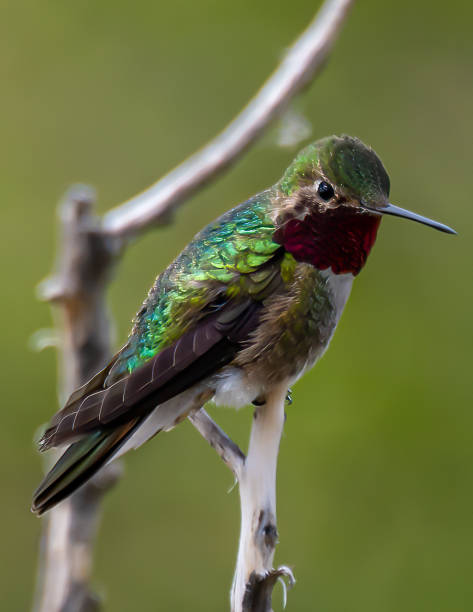 istock Ruby Throated Hummingbird on a Branch in Cherry Creek State Park 1391995627