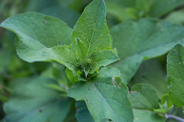 istock up close burdock leaves growing wild 1391997712