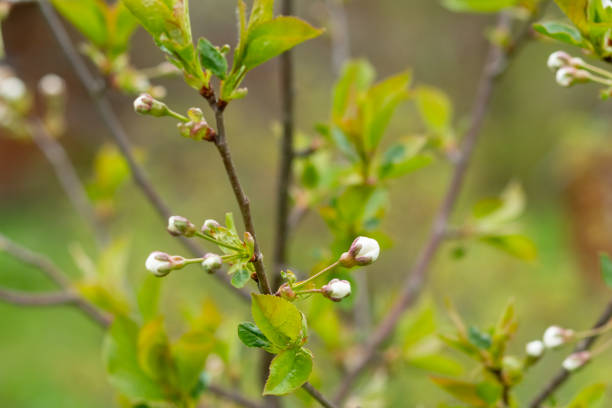 istock White blossoming apple tree. Spring season, spring colors.Large branch with white and pink apple tree flowers in a garden in a sunny spring day, 1391997853