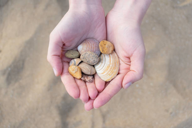 istock A handful of sea shells in the hands 1391998007
