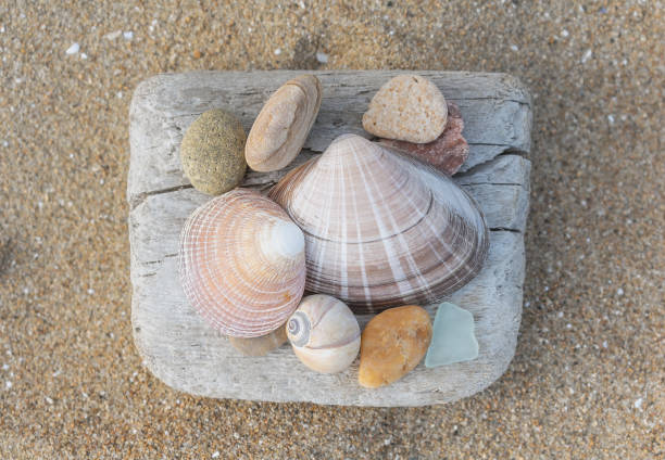 A handful of seashells lie on the sand. Shells lie on a piece of white wood. Summer composition