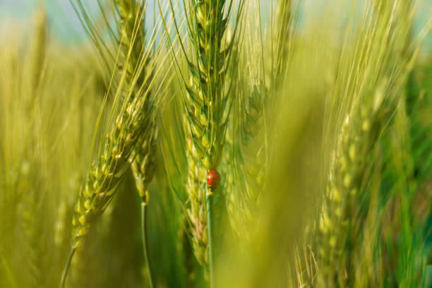 marienkäfer auf jungem grünem weizensprossen, landwirtschaftliches feld, helle frühlingslandschaft an sonnigen tagen, blauer himmel als hintergrund - ladybug wheat nature insect stock-fotos und bilder