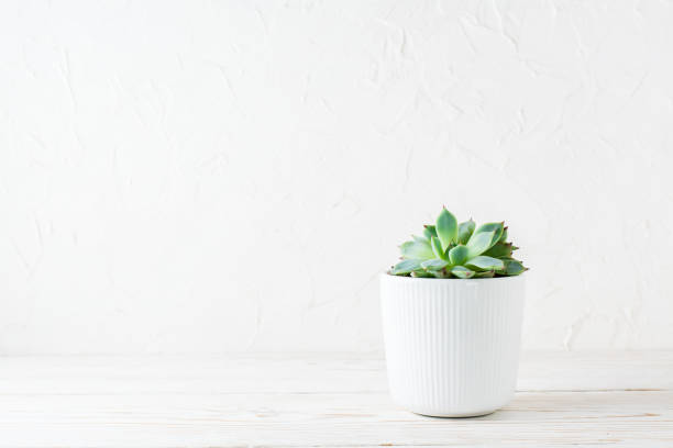 istock Succulent in a white pot on a white wooden table. Home plants. 1391999122