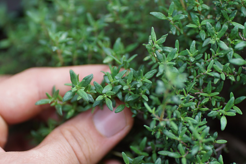 close up of picking homegrown thyme in the garden