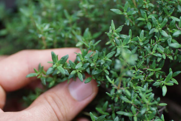 close up of picking homegrown thyme in the garden mediterranean herbs growing in a wooden self built raised bed on a terrace thyme stock pictures, royalty-free photos & images