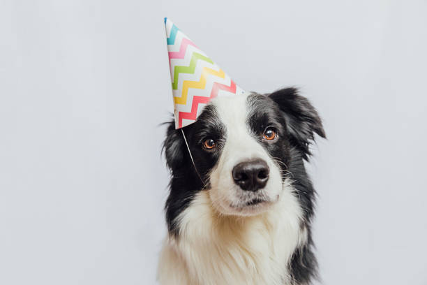 concepto de fiesta de feliz cumpleaños. divertido lindo perro cachorro border collie con sombrero tonto de cumpleaños aislado sobre fondo blanco. perro mascota el día de cumpleaños - gorro de fiesta fotografías e imágenes de stock