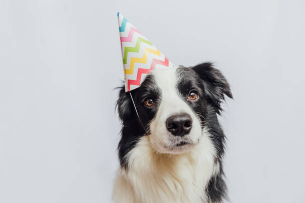 с днем рождения. забавный милый щенок бордер-колли в день рождения глупой шляпы изолирован на белом фоне. домашняя собака в день рождения - party hat birthday celebration party стоковые фото и изображения
