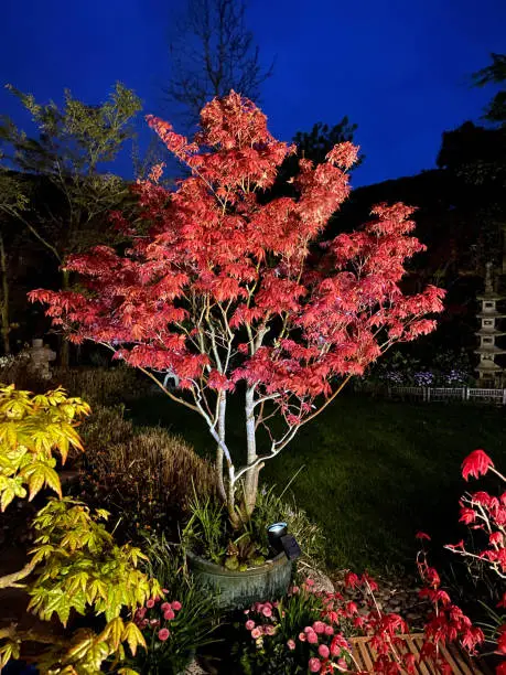 Stock photo showing a landscaped contemporary Japanese garden with a large potted, dissected red Japanese maple (Acer palmatum atropurpureum) besides a large mown lawn at night.