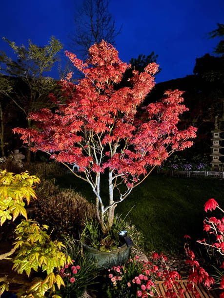 obraz doniczkowego, rozciętego czerwonego klonu japońskiego (acer palmatum atropurpureum) obok starannie skoszonego trawnika w ogrodzie krajobrazowym w stylu japońskim w nocy, skup się na pierwszym planie - formal garden ornamental garden lighting equipment night zdjęcia i obrazy z banku zdjęć