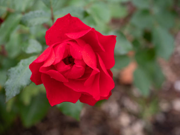 istock Red Rose with Water Droplets From Above 1392000939