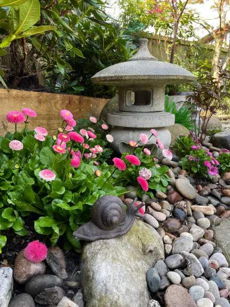 Photo of Image of small round granite stone Japanese lantern in Springtime oriental garden surrounded by pink flowering Bellis perennis Bellissima (English Daisy) plants, stepping stone garden path with pebbles, iron snail statue on rock