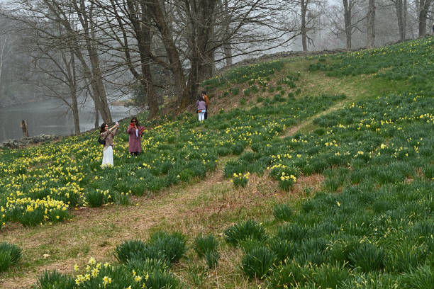 People enjoying daffodils at Laurel Ridge Farm in Litchfield, Connecticut, where 10,000 were planted in 1941. Taken April 17, 2022 (Easter Sunday) during a snow shower. Open to the public.