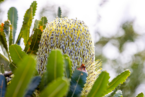 Closeup Banksia flower in the bush, beautiful nature background with copy space, full frame horizontal composition