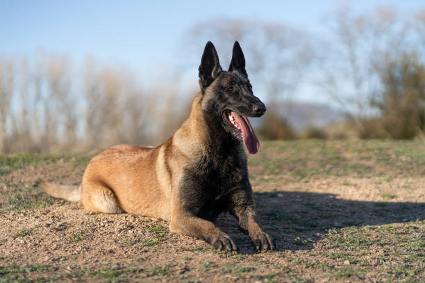 istock Belgian shepherd lying in park with its tongue out looking away 1392004201