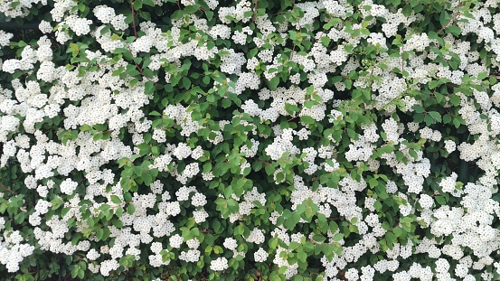 Background of small white flowers in Madrid