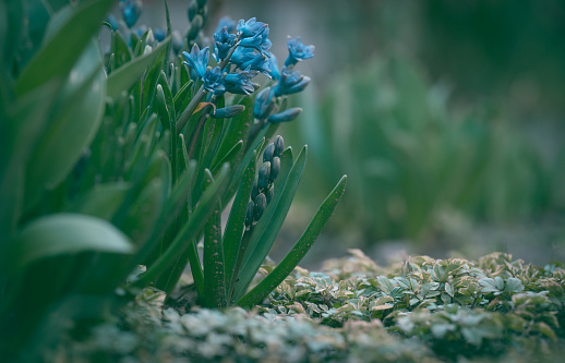 Blooming blue hyacinth in the garden on a summer sunny afternoon, selective focus