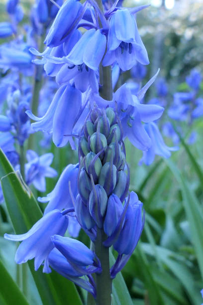 istock Bluebells in an orchard 1392006880