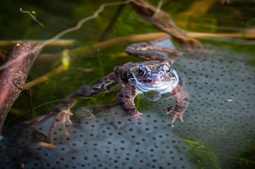 idyllic photography of a frog in a lake surrounded by plants and water.