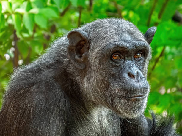 istock Elderly Female Chimpanzee 1392010870