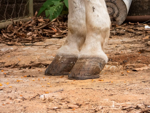 white horse hooves stock photo