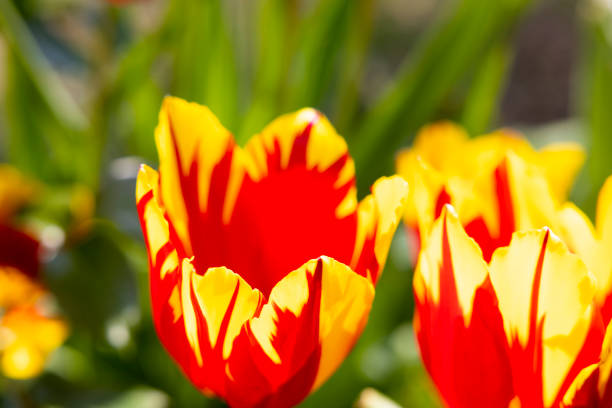 Colorful blossoming tulip flowers in a field surrounded by tree during springtime with stormy clouds above. The flower bulb field is located in Drenthe, a lesser known area for tulip fields.
