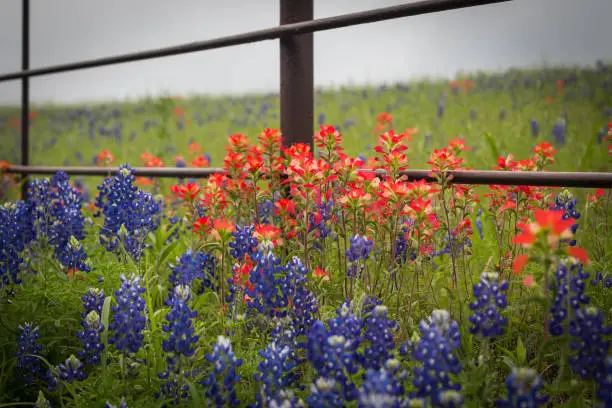 Blooming blue bonnet flowers and red Indian paintbrush near the fence close- up