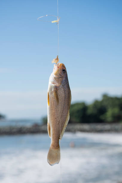 closeup on small fish hooked on beach fishing side view