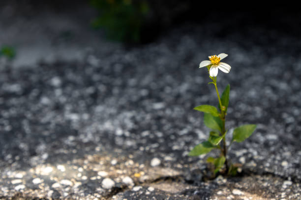 Small white flower growing out from parking lot stock photo