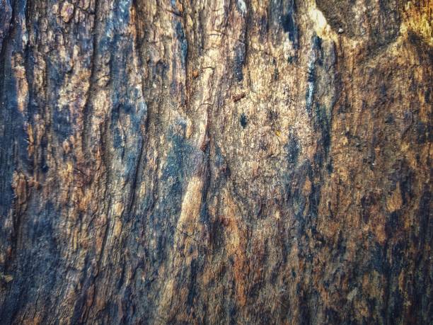 istock Timber Wood grunge texture pattern background.wood material with blank or copy space 1392023603