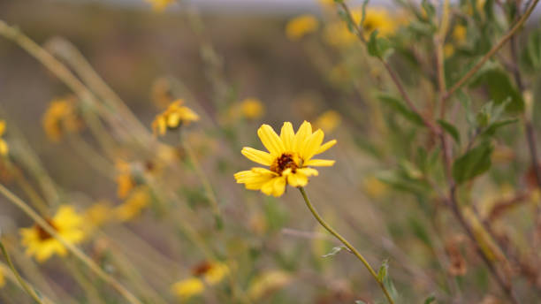 カリフォルニア・ブリトルブッシュ - brittlebush ストックフォトと画像