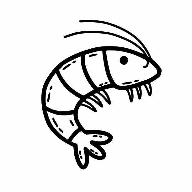 Cute shrimp on white background. Coloring book for  child with marine life. Seafood. Vector doodle illustration. Cute shrimp on white background. Coloring book for  child with marine life. Seafood. Vector doodle illustration. shrimp prepared shrimp prawn cartoon stock illustrations