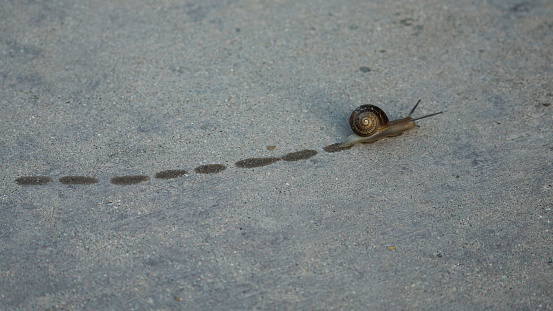 A snail moving along the sidewalk leaves tracks behind it