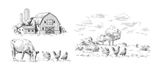 farm hand drawing sketch engraving illustration style vector