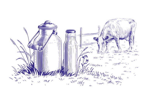 ilustraciones, imágenes clip art, dibujos animados e iconos de stock de leche en una lata y una vaca dibujo a mano boceto grabado estilo ilustración - dibujo-de-vaca