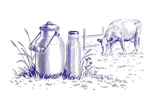 milk in a can and a cow hand drawing sketch engraving illustration style vector