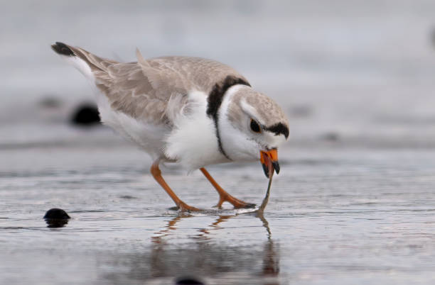 Piping Plover. A foraging Piping Plover pulls a sea worm from the sand. 11189 stock pictures, royalty-free photos & images