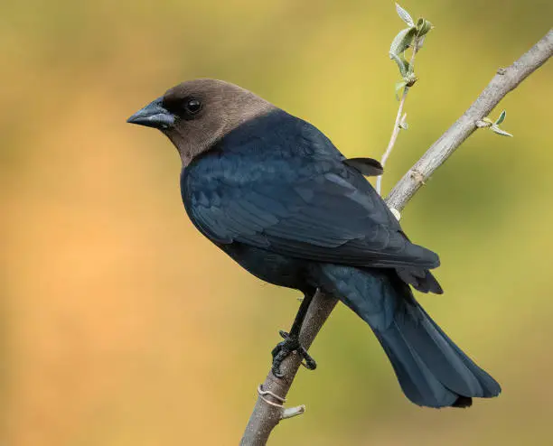 A close-up of a male Brown-headed Cowbird.