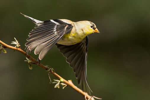 American Goldfinch Perched in the Tree Branches