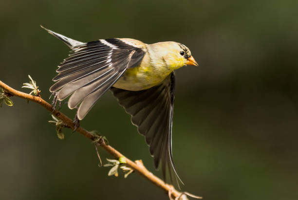 American Goldfinch. A male American Goldfinch takes flight from a perch. goldfinch stock pictures, royalty-free photos & images