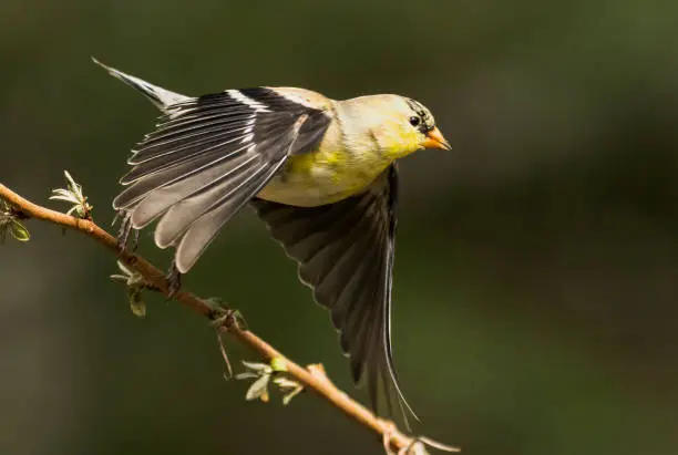 A male American Goldfinch takes flight from a perch.