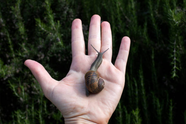 Large brown garden snail moving on the hand with blurred green backgroung