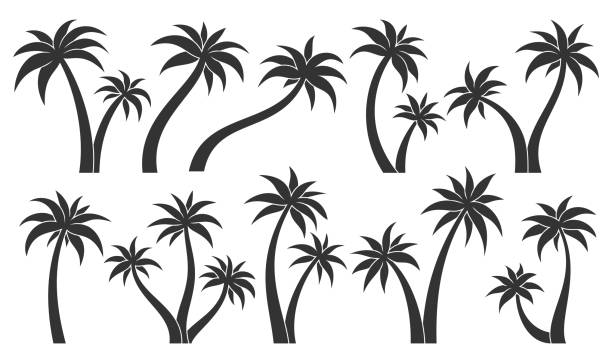 illustrations, cliparts, dessins animés et icônes de palmier tropique plante feuille timbre noir glyphe set - palm tree leaf tree frond