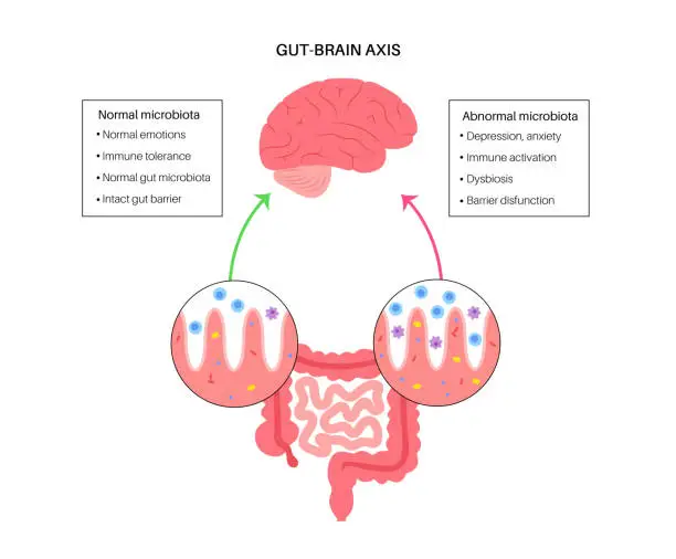 Vector illustration of Gut brain connection