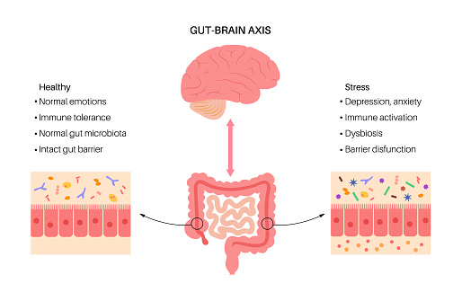 Gut brain connection, dysbiosis and microbiome. Normal and abnormal microbiota. Enteric nervous system, intestine anatomy. Signals from brain to digestive tract. Colon and cerebrum vector illustration
