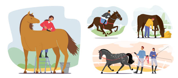 illustrations, cliparts, dessins animés et icônes de horse jockey, cavalier professionnel en uniforme, femme avec fouet à la main prêt pour la compétition de course. sport équestre - tame