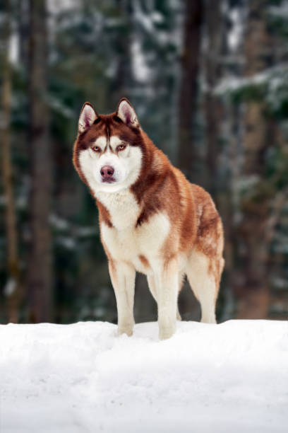 istock Cute red siberian husky dog on walk in winter forest 1392032309